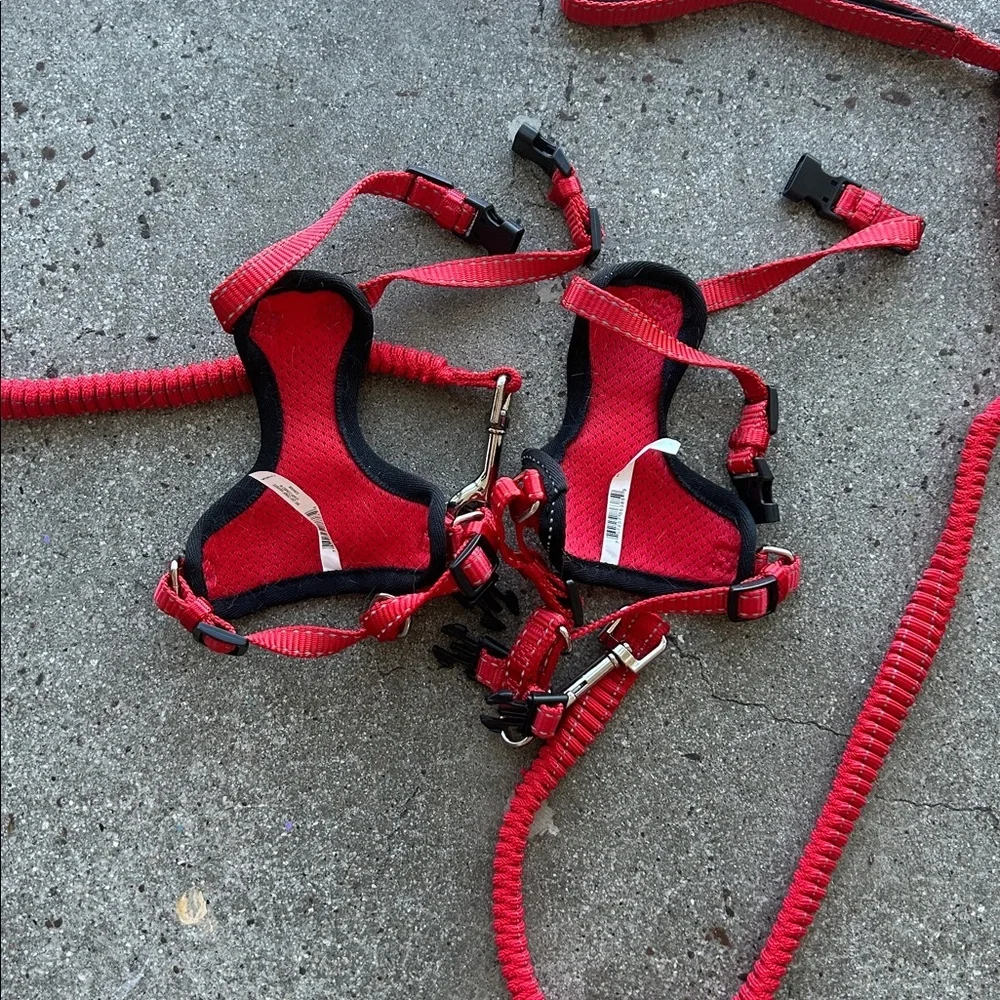 Petco red cat